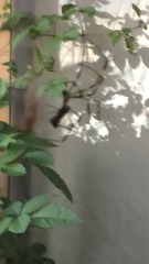 Trichonephila clavata