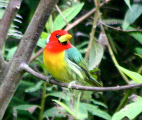 Eubucco bourcierii