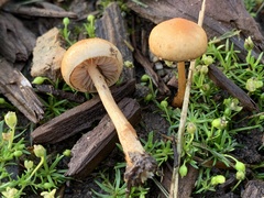 Hypholoma tuberosum