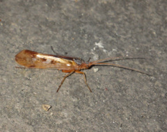 Limnephilus