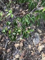Jasminum simplicifolium