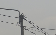 Colaptes campestris