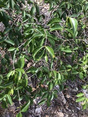 Jasminum simplicifolium