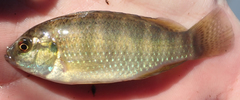 Tilapia ruweti