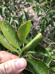 Jasminum simplicifolium