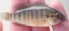 Tilapia ruweti