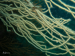 Eunicella singularis