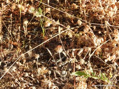 Lysimachia linum-stellatum