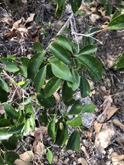 Jasminum simplicifolium