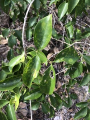 Jasminum simplicifolium