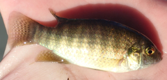 Tilapia ruweti