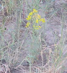 Hymenothrix wislizeni