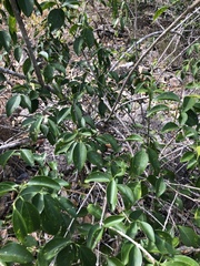 Jasminum simplicifolium