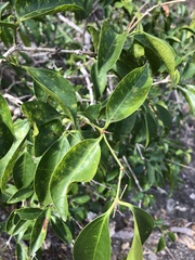 Jasminum simplicifolium