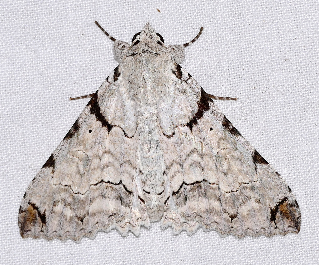 Orodesma apicina