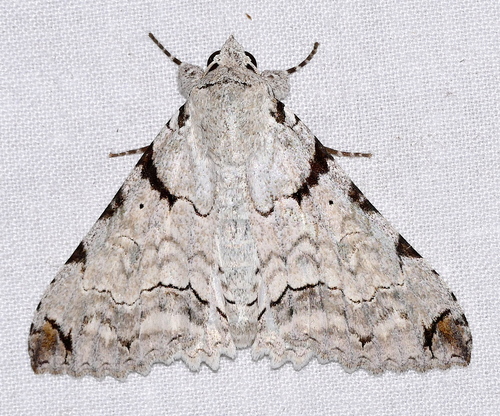 Orodesma apicina