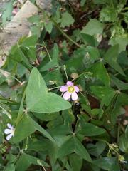 Oxalis