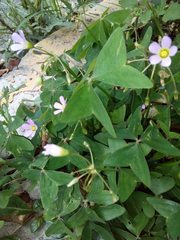 Oxalis