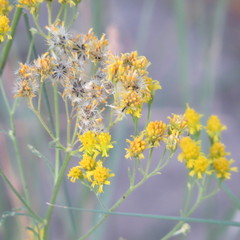 Hymenothrix wislizeni