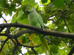 Psittacula krameri