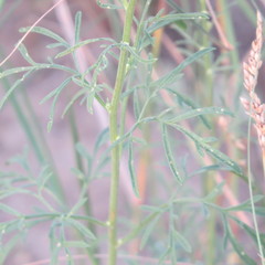 Hymenothrix wislizeni