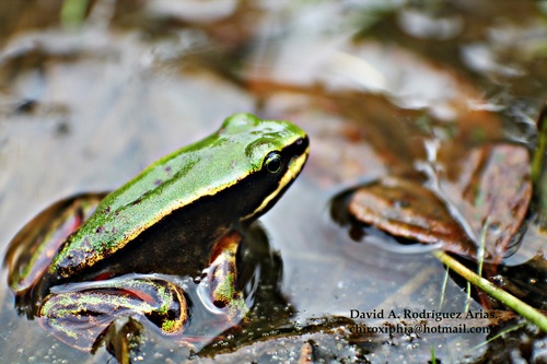 Lithobates vibicarius