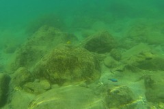 Labeotropheus