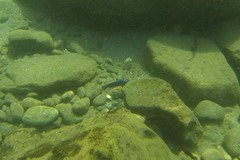 Labeotropheus