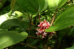 Miconia platyphylla
