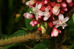Miconia platyphylla