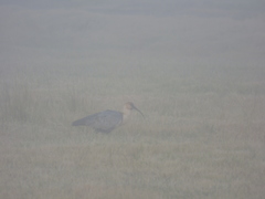 Theristicus melanopis