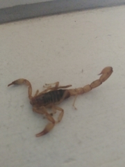 Chihuahuanus