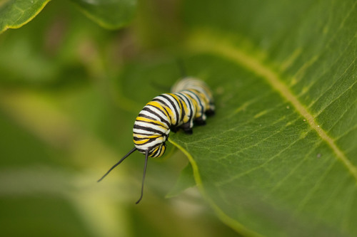 Monarch photographed in Michigan