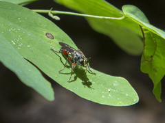 Asilidae