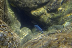 Labeotropheus