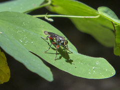 Asilidae