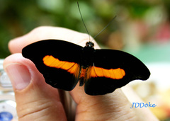 Catonephele acontius caeruleus