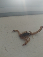 Chihuahuanus