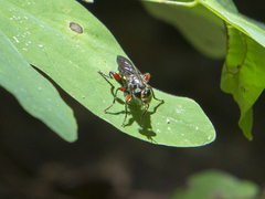 Asilidae