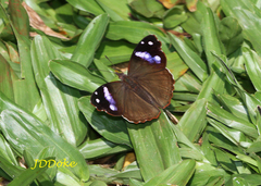 Cybdelis phaesyla