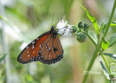 Danaus eresimus plexaure