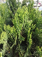 Platycladus orientalis