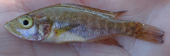 Serranochromis