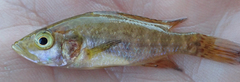 Serranochromis