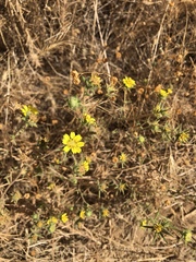Centromadia fitchii