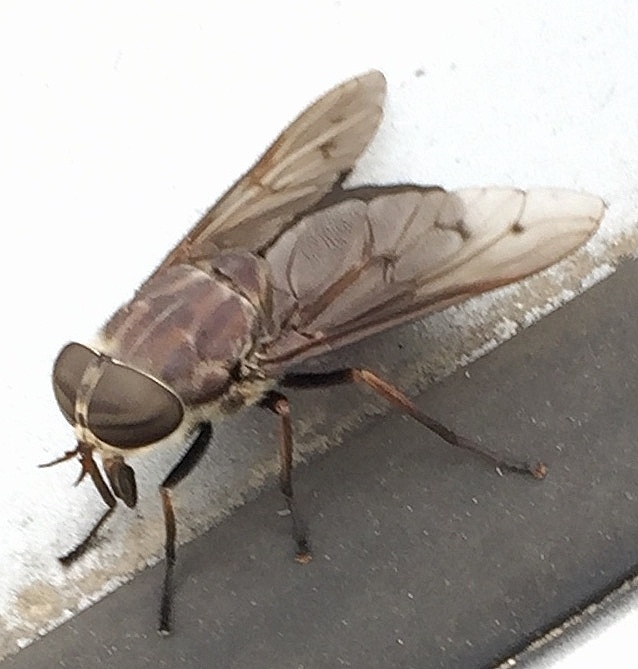 Tabanus gladiator