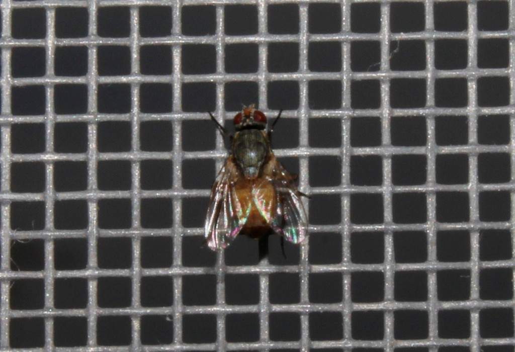 Shoot Flies from Περιφέρεια Βορείου Αιγαίου, Ελλάδα on September 24 ...