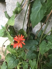 Pseudogynoxys chenopodioides