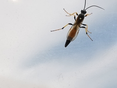 Ichneumon confusor