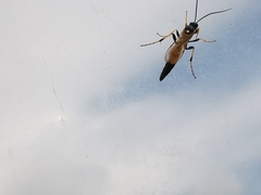 Ichneumon confusor